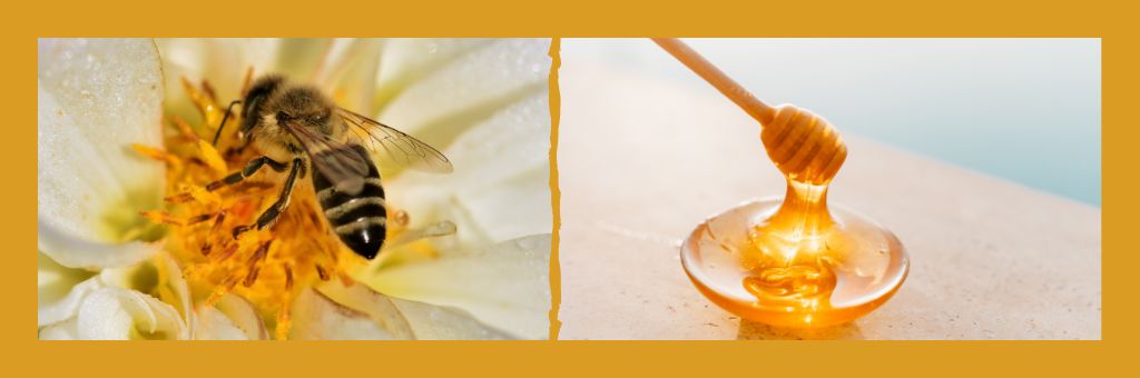 I benefici del miele di manuka